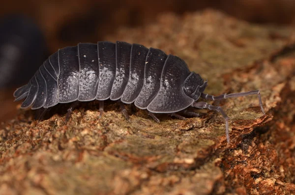 Piolho-de-madeira Armadillidium depressum — Fotografia de Stock