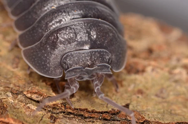 Piolho-de-madeira Armadillidium depressum — Fotografia de Stock