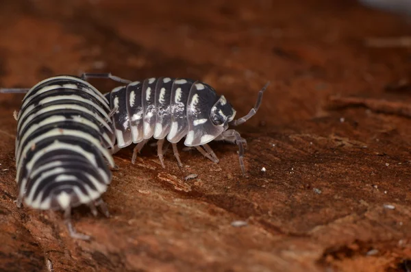 Piojo de leña Armadillidium maculatum — Foto de Stock