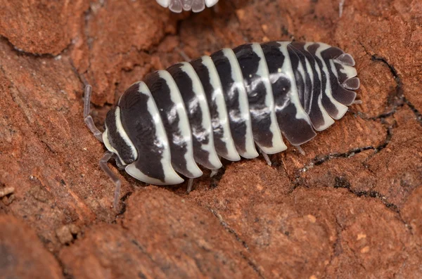 Piojo de leña Armadillidium maculatum — Foto de Stock