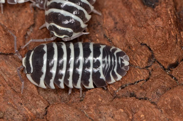 Woodlouse Armadillidium maculatum — Zdjęcie stockowe