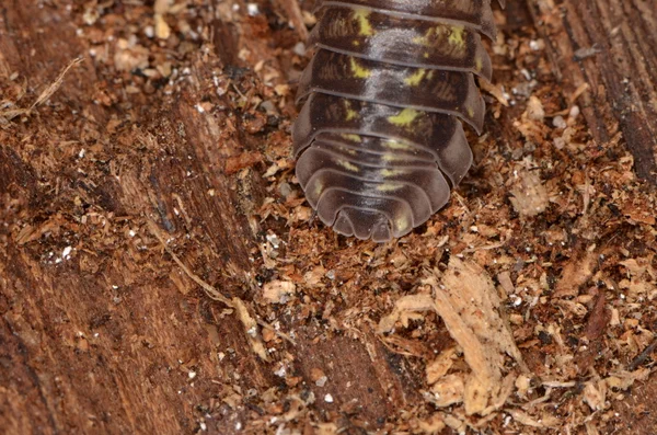 Tespih böceği Armadillidium nasatum — Stok fotoğraf