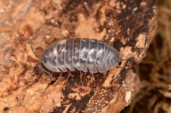 Woodlouse Armadillidium nasatum — Zdjęcie stockowe