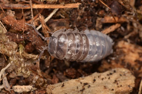 Gråsuggan Armadillidium nasatum — Stockfoto