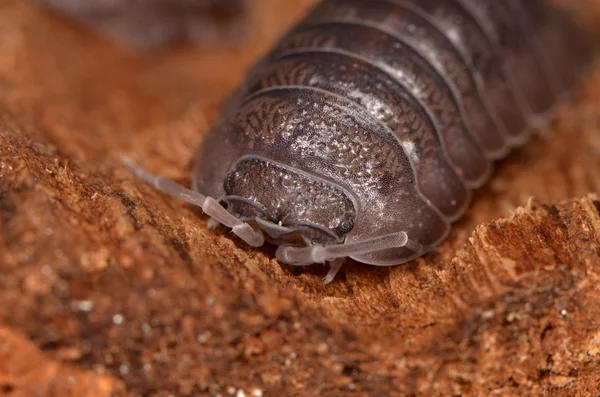 Woodlouse Armadillidium nasatum — Zdjęcie stockowe