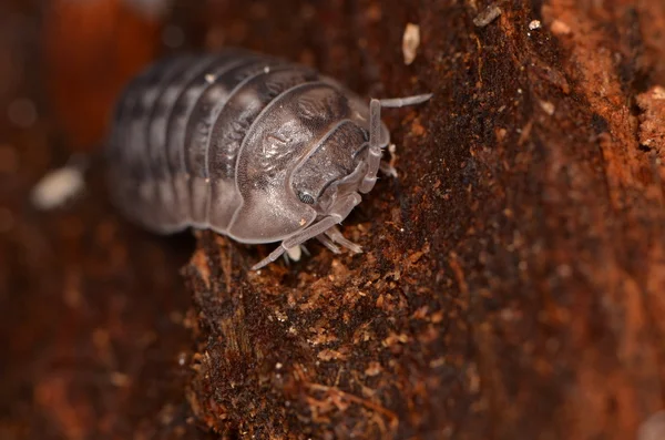 Piolho-de-madeira Armadillidium nasatum — Fotografia de Stock