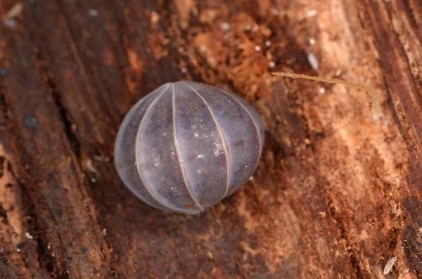 Szárazföldi Ászkarákok Armadillidium a természetben — Stock Fotó