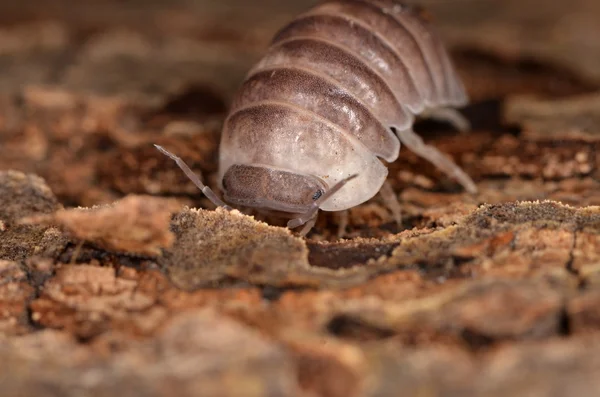 Woodlouse Armadillidium en la naturaleza — Foto de Stock