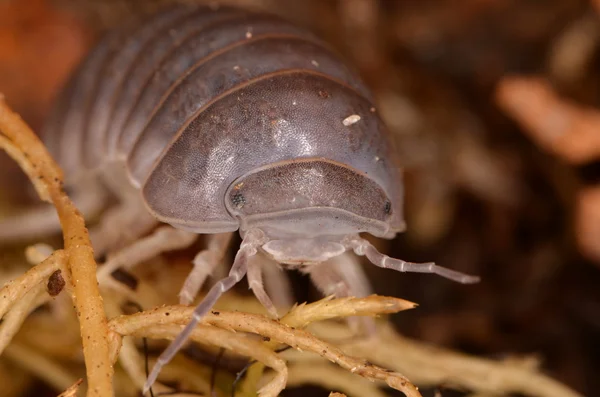 Woodlouse Armadillidium w naturze — Zdjęcie stockowe