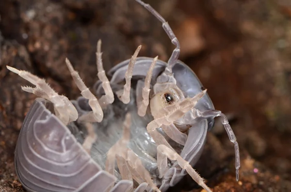 Woodlouse Armadillidium in nature — Stock Photo, Image