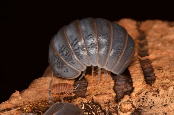 Woodlouse Armadillidium en la naturaleza —  Fotos de Stock