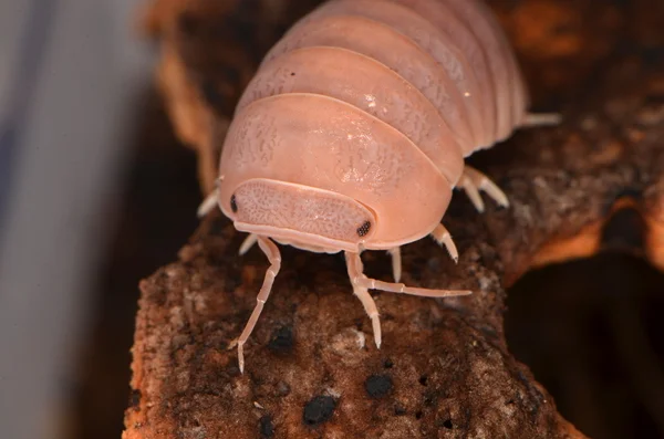 Woodlouse Armadillidium v přírodě — Stock fotografie