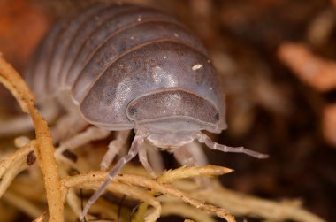 Tespih Armadillo officinalis 