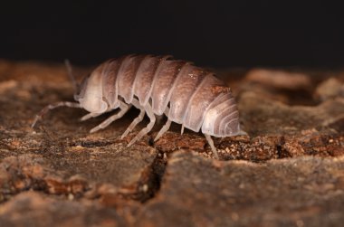 Tespih Armadillo officinalis 