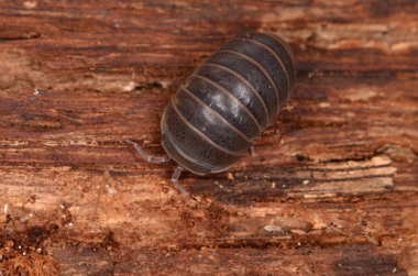Tespih Armadillo officinalis 