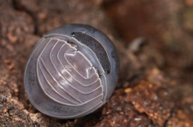 Tespih Armadillo officinalis 