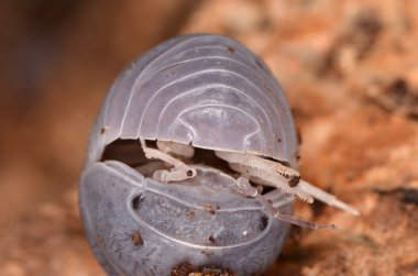 Tespih Armadillo officinalis 
