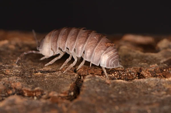 Woodlouse officinalis pásovce — Stock fotografie