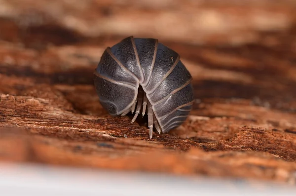 Woodlouse officinalis pásovce — Stock fotografie