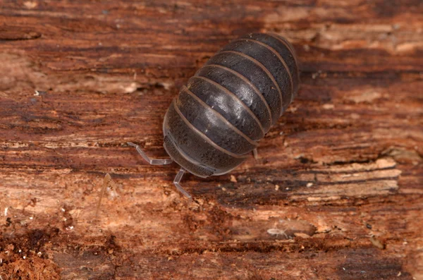 Woodlouse officinalis pásovce — Stock fotografie