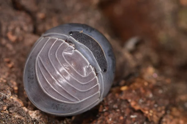 Gråsuggan Armadillo officinalis — Stockfoto