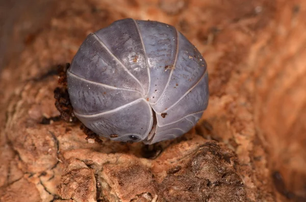 Woodlouse Armadillo officinalis — Foto de Stock