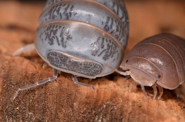 Woodlouse officinalis pásovce — Stock fotografie