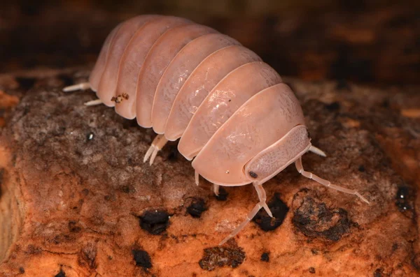 Woodlouse Armadillo officinalis — Zdjęcie stockowe