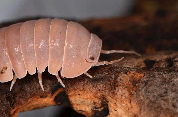 Woodlouse Armadillo officinalis — Zdjęcie stockowe