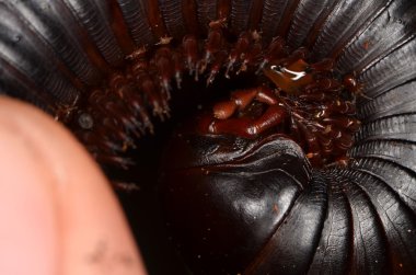 yürüyüş kırkayak