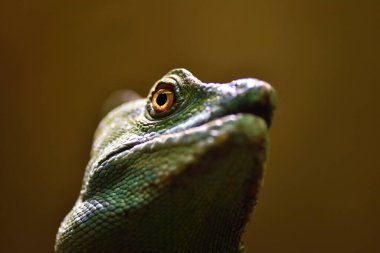 tüylü basilisk (Basiliscus plumifrons), yeşil basilisk, çift tepeli basilisk veya İsa Mesih kertenkelesi