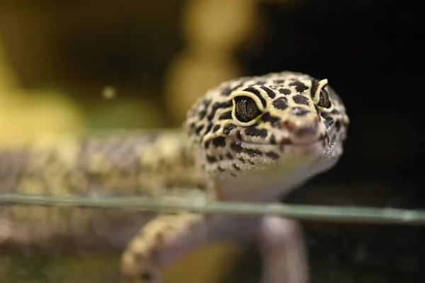 Κοινή Λεοπάρδαλη Gecko Eublepharis Macularius Είναι Μια Νυκτερινή Επίγεια Σαύρα — Φωτογραφία Αρχείου