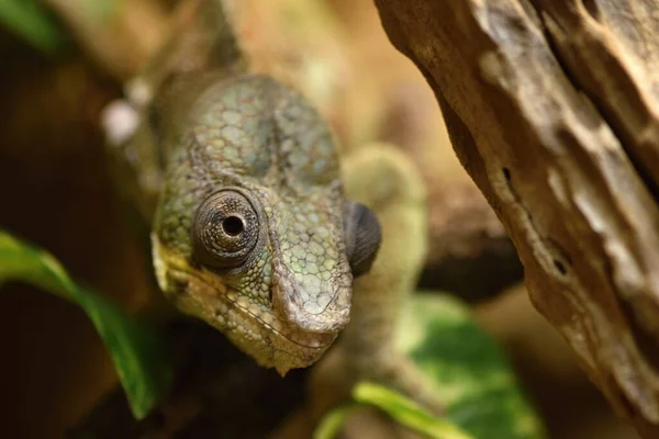 Panther Χαμαιλέων Furcifer Pardalis Είναι Ένα Είδος Χαμαιλέοντα Που Βρίσκεται — Φωτογραφία Αρχείου