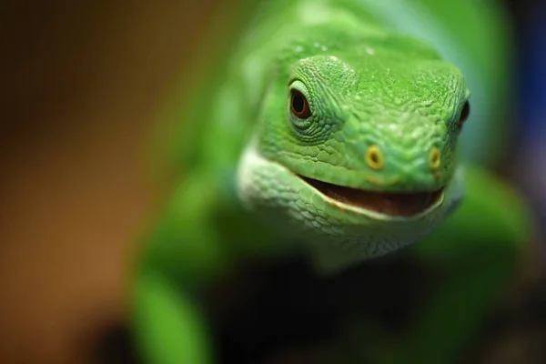 Lau Banded Iguana Brachylophus Fasciatus Arboreal Species Lizard — Fotografia de Stock