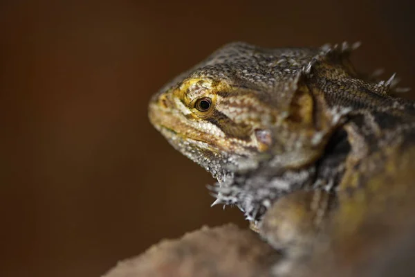 Central Skäggig Drake Pogona Vitticeps Även Känd Som Den Inlandsskäggiga — Stockfoto