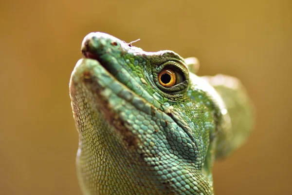 tüylü basilisk (Basiliscus plumifrons), yeşil basilisk, çift tepeli basilisk veya İsa Mesih kertenkelesi