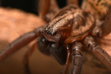 Dev ev örümceği, Eratigena atrica