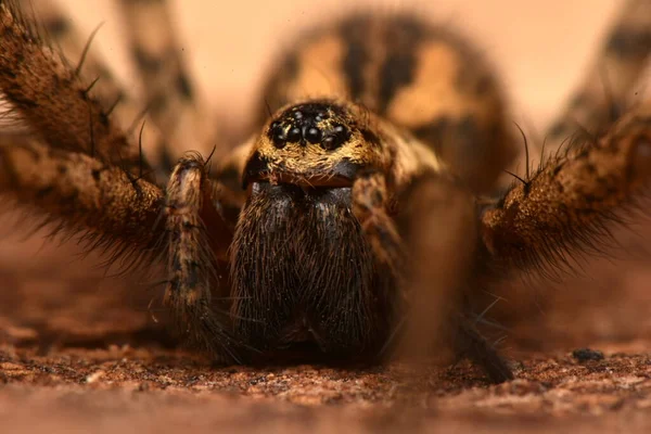 Aranha Casa Gigante Eratigena Atrica — Fotografia de Stock