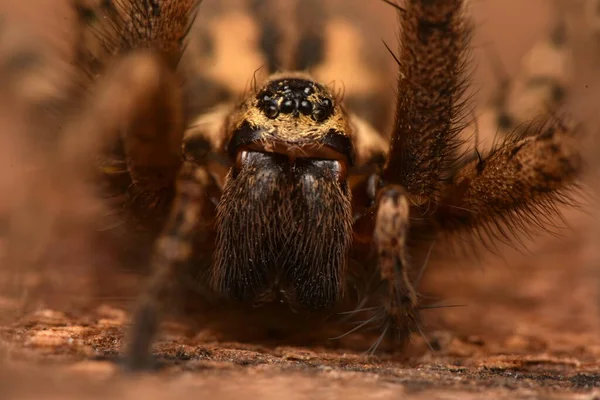 Riesige Hausspinne Eratigena Atrica — Stockfoto