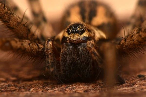 Ragno Gigante Della Casa Eratigena Atrica — Foto Stock