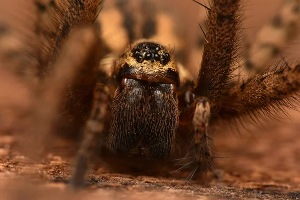 Aranha Casa Gigante Eratigena Atrica — Fotografia de Stock