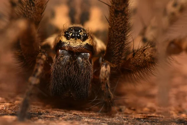 Araignée Géante Eratigena Atrica — Photo