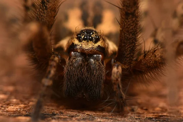 Riesige Hausspinne Eratigena Atrica — Stockfoto