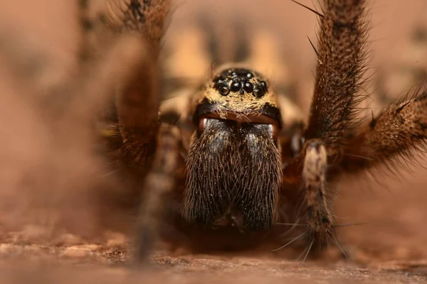 Riesige Hausspinne Eratigena Atrica — Stockfoto