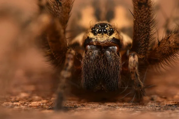 Aranha Casa Gigante Eratigena Atrica — Fotografia de Stock