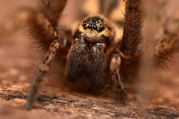 Aranha Casa Gigante Eratigena Atrica — Fotografia de Stock