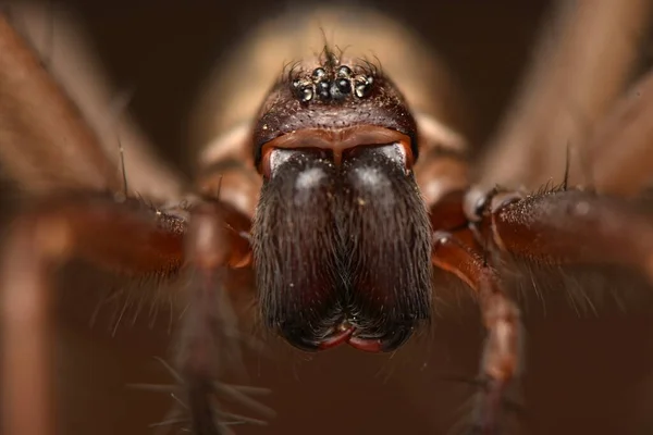 巨大的房屋蜘蛛 Eratigena Atrica — 图库照片