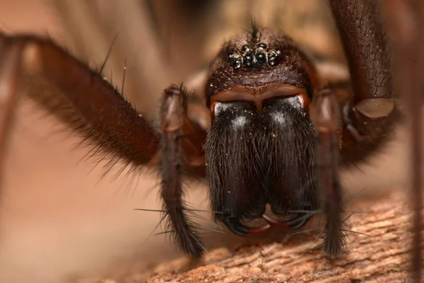 Τεράστια Αράχνη Eratigena Atrica — Φωτογραφία Αρχείου