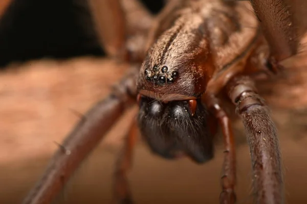 Τεράστια Αράχνη Eratigena Atrica — Φωτογραφία Αρχείου