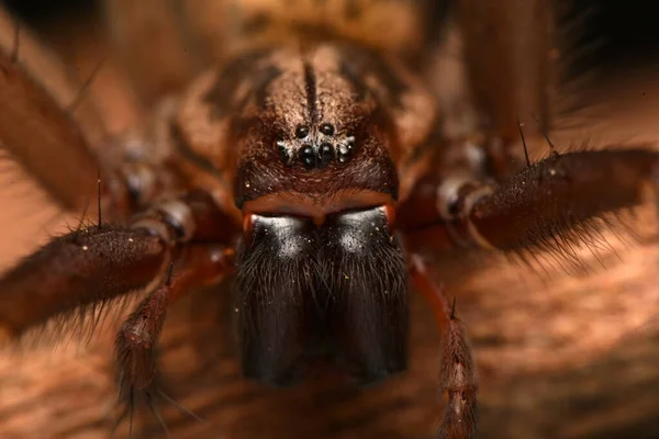 Dev Örümceği Eratigena Atrica — Stok fotoğraf